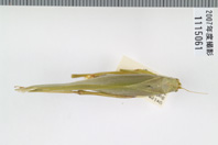 昆虫類