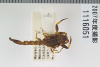 昆虫類