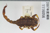 昆虫類