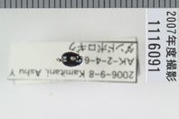 昆虫類