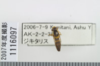 昆虫類
