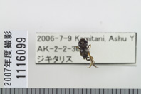 昆虫類