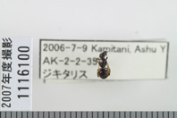 昆虫類