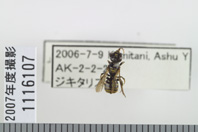 昆虫類