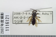 昆虫類