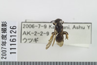 昆虫類