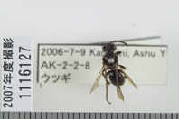 昆虫類