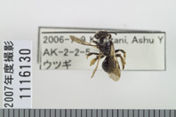 昆虫類