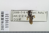 昆虫類
