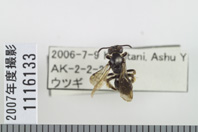 昆虫類