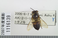 昆虫類