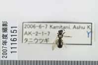 昆虫類