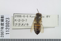 昆虫類