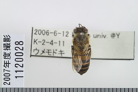 昆虫類