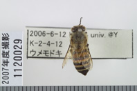 昆虫類