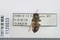 昆虫類