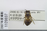 昆虫類