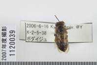 昆虫類