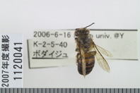 昆虫類