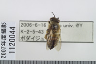 昆虫類