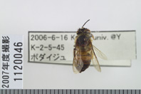 昆虫類