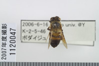 昆虫類