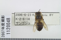 昆虫類