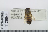 昆虫類
