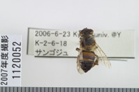 昆虫類