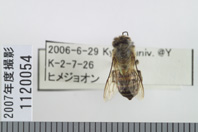 昆虫類