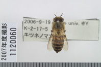 昆虫類