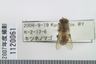 昆虫類