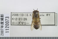 昆虫類