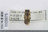 昆虫類