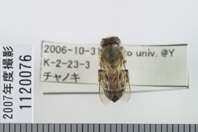 昆虫類