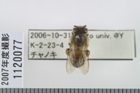 昆虫類