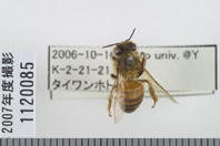 昆虫類