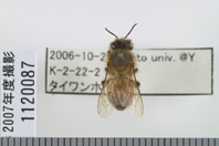 昆虫類