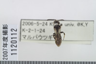 昆虫類