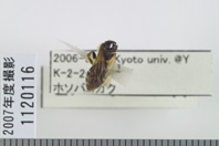 昆虫類