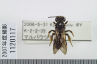 昆虫類