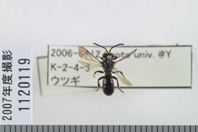 昆虫類