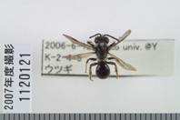 昆虫類