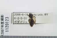 昆虫類