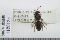 昆虫類