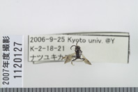 昆虫類