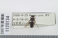 昆虫類