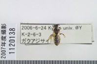 昆虫類