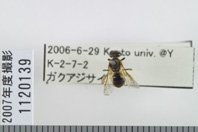 昆虫類