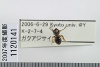 昆虫類